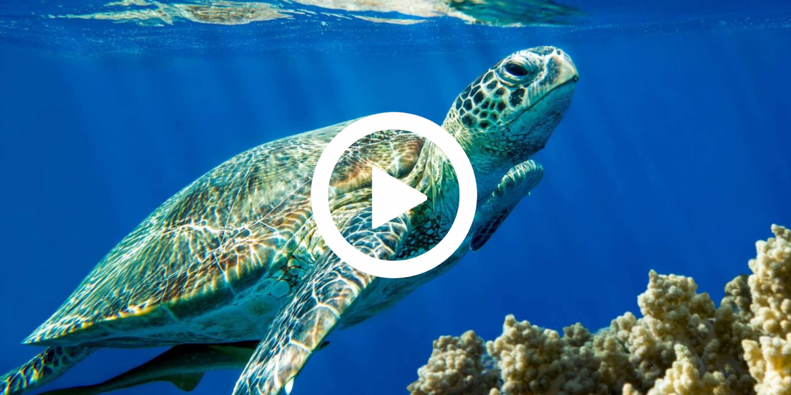 Ένα Εξαιρετικό Video για τις θαλάσσιες χελώνες της Κύπρου